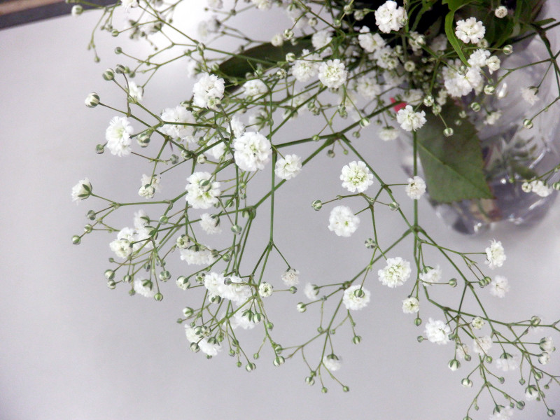 カスミソウ | Gypsophila spp. | かぎけん花図鑑