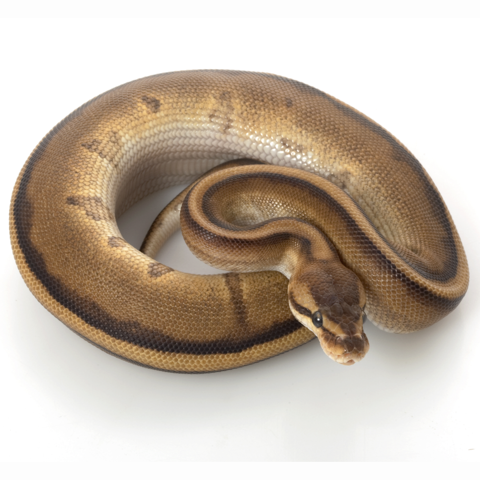 ジェネティックストライプ (Genetic Stripe) | Lil Balls ~ ボール