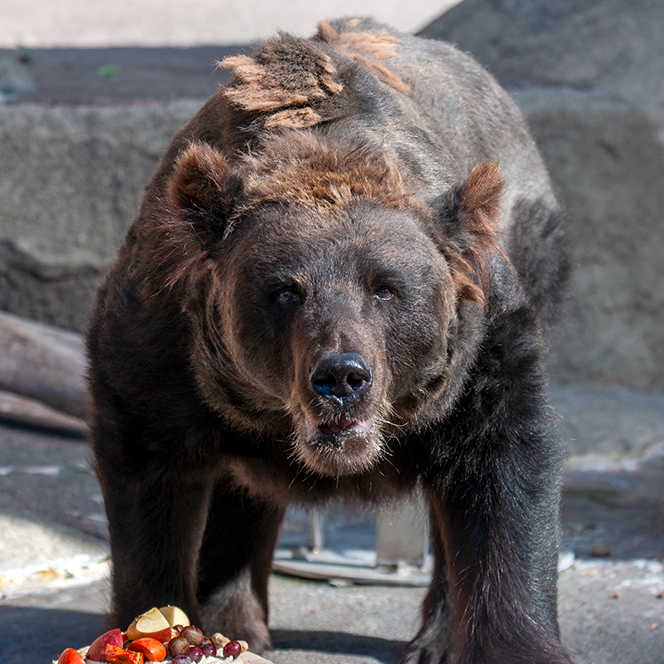ピリカ（エゾヒグマ） | どうぶつとはな