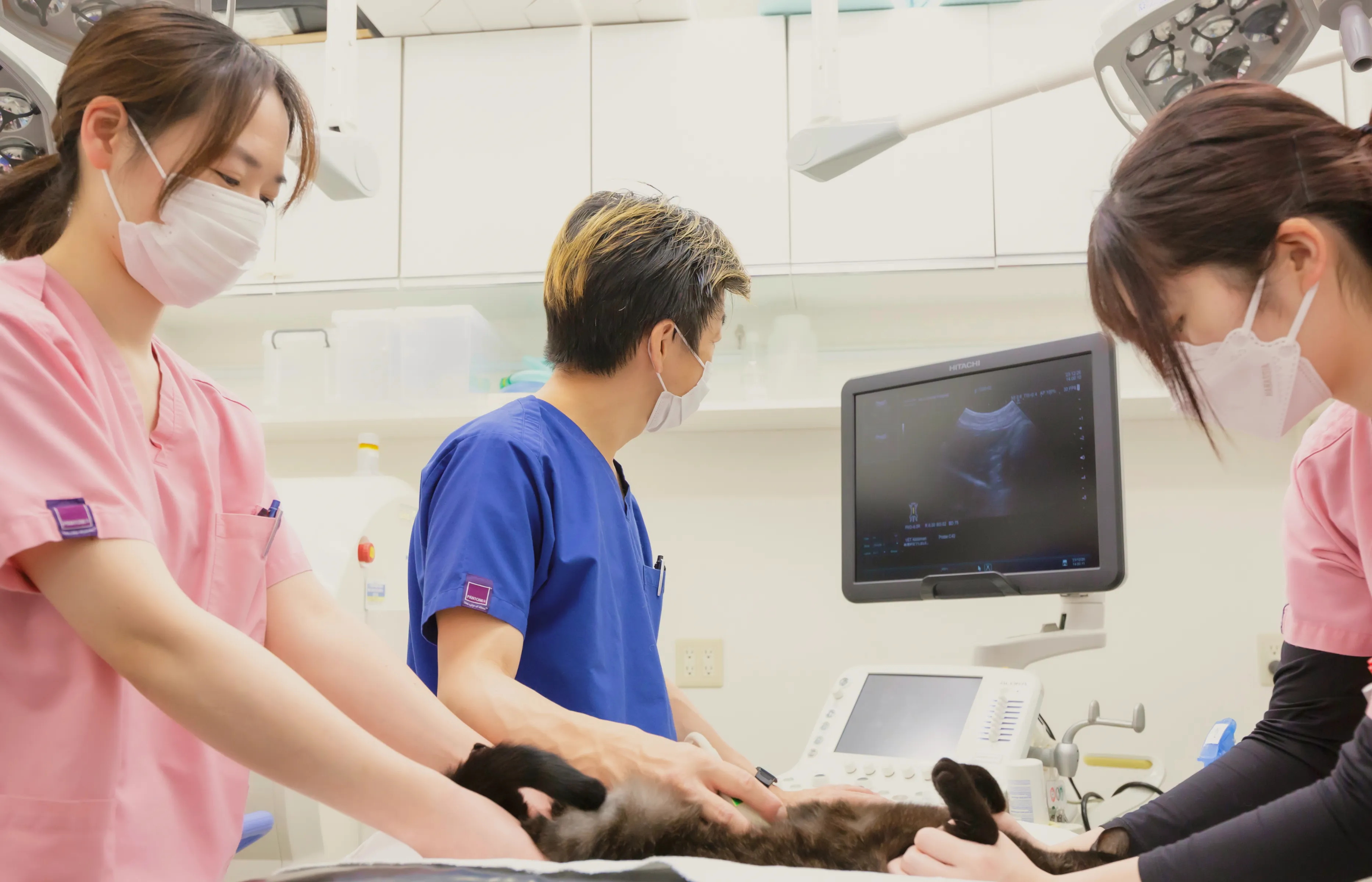 腫瘍科｜ニコ動物病院｜板橋区・ときわ台・志村坂上｜犬・猫の腫瘍