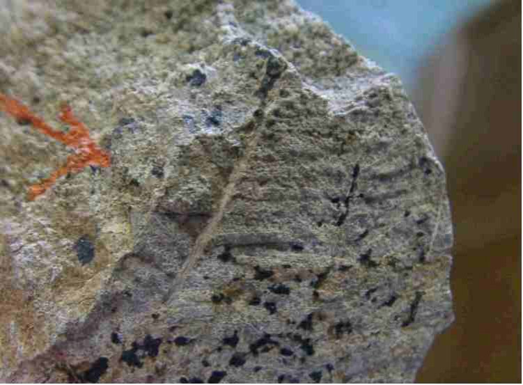 化石のスケッチ | TOSSランド