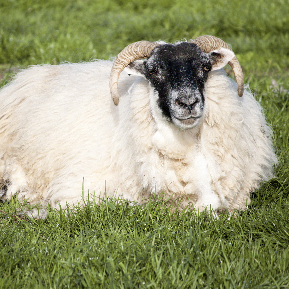 NAMI – Dark Blue（M） ｜ 山形緞通｜オンラインストア