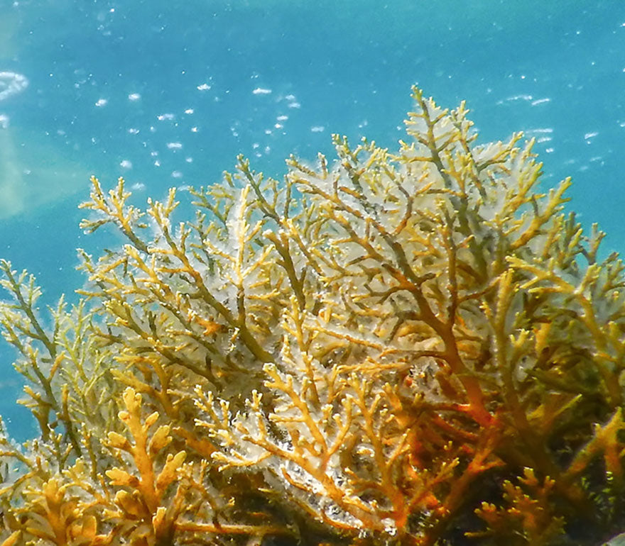 美顔器用マッサージジェル WMTグローアップ ジェル - 💠高級美顔器のA