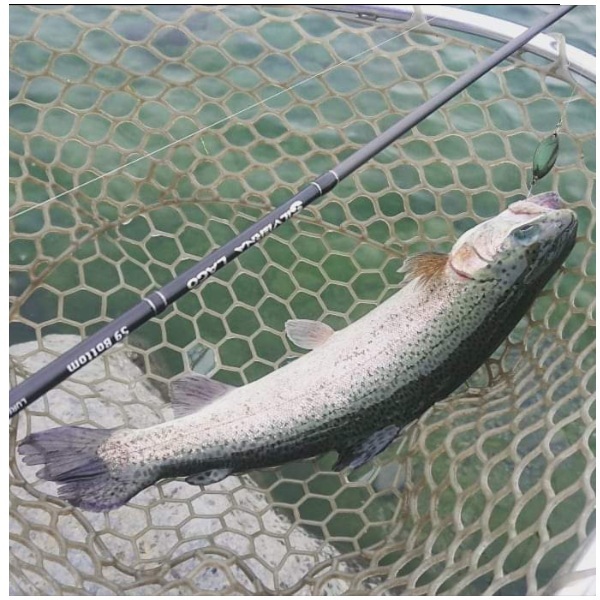 テイルウォーク トラウトロッド シルバーナラゴ 58/SL Micro: 竿｜釣具