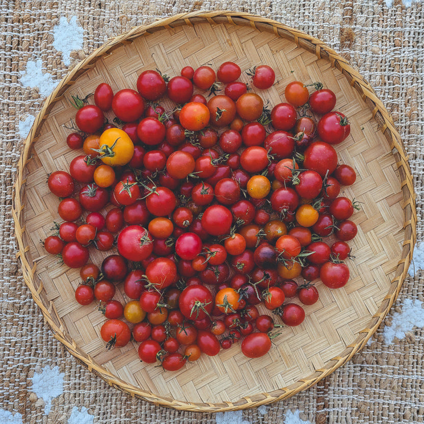 Mission Mountain II' Cherry/Saladette Tomato Grex – Experimental