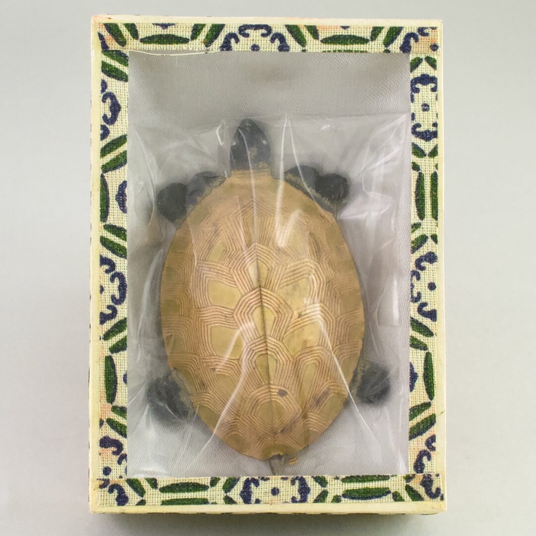 中国 安徽省 老胡開文墨廠 製 カメ型 墨（すみ） - いずみ洋行のストア