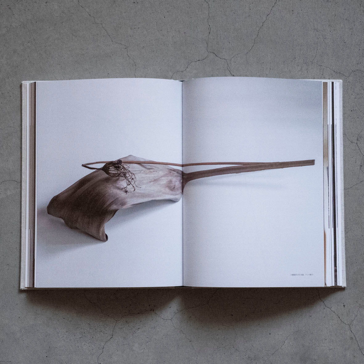 工芸青花｜19号 – 青花の会｜seikashop