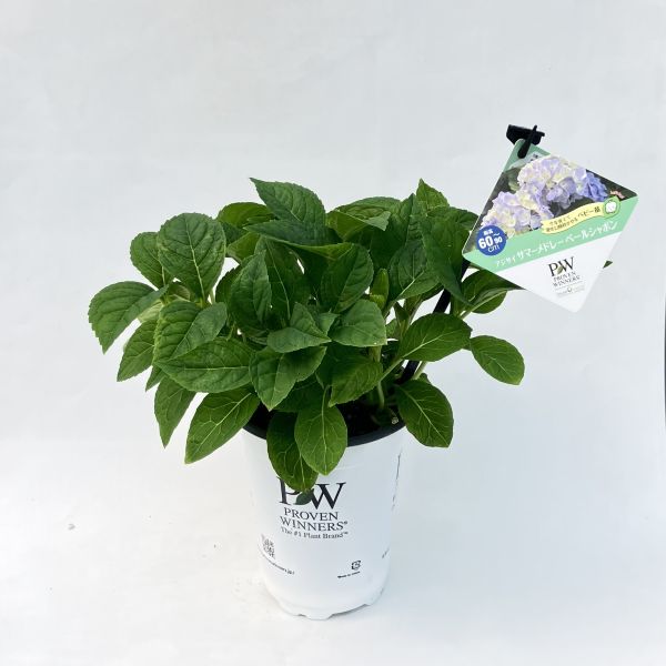 PW公式オンラインストア / アジサイ サマーメドレー ペールシャボン