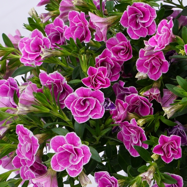 PW公式オンラインストア / 【限定 マザープランツ】スーパーベル(R