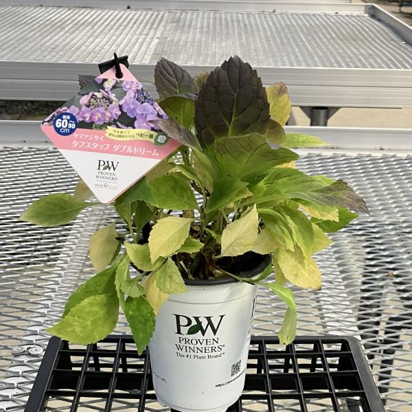 PW公式オンラインストア / 【通常商品】ヤマアジサイ タフスタッフ