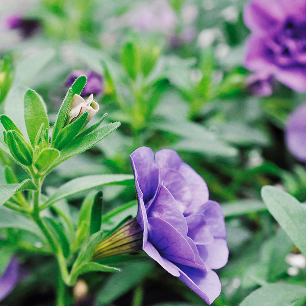 PW公式オンラインストア / スーパーベル(R) ダブルブルー