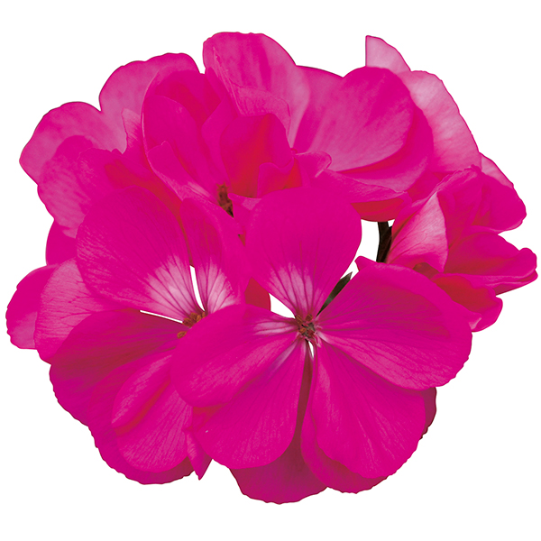 PW公式オンラインストア / スーパーゼラニウム チャンピオン リラ