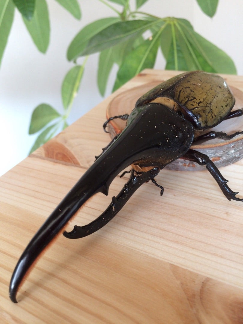 保存版】ヘラクレスオオカブトの飼育 | ドルクス赤羽＆ダイナステス赤羽