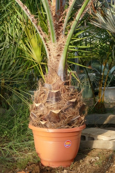 中型サイズの地植えココスヤシを鉢上げしてみました。 | コタブロ日記
