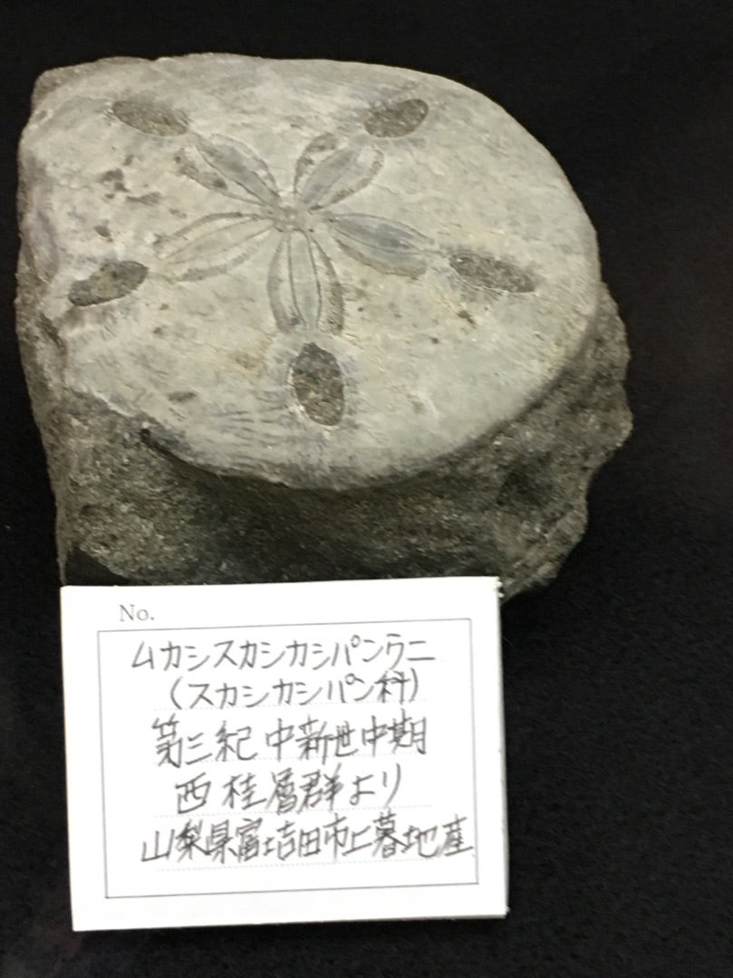 ムカシスカシカシパンウニ | 眠れる森のヤマネ