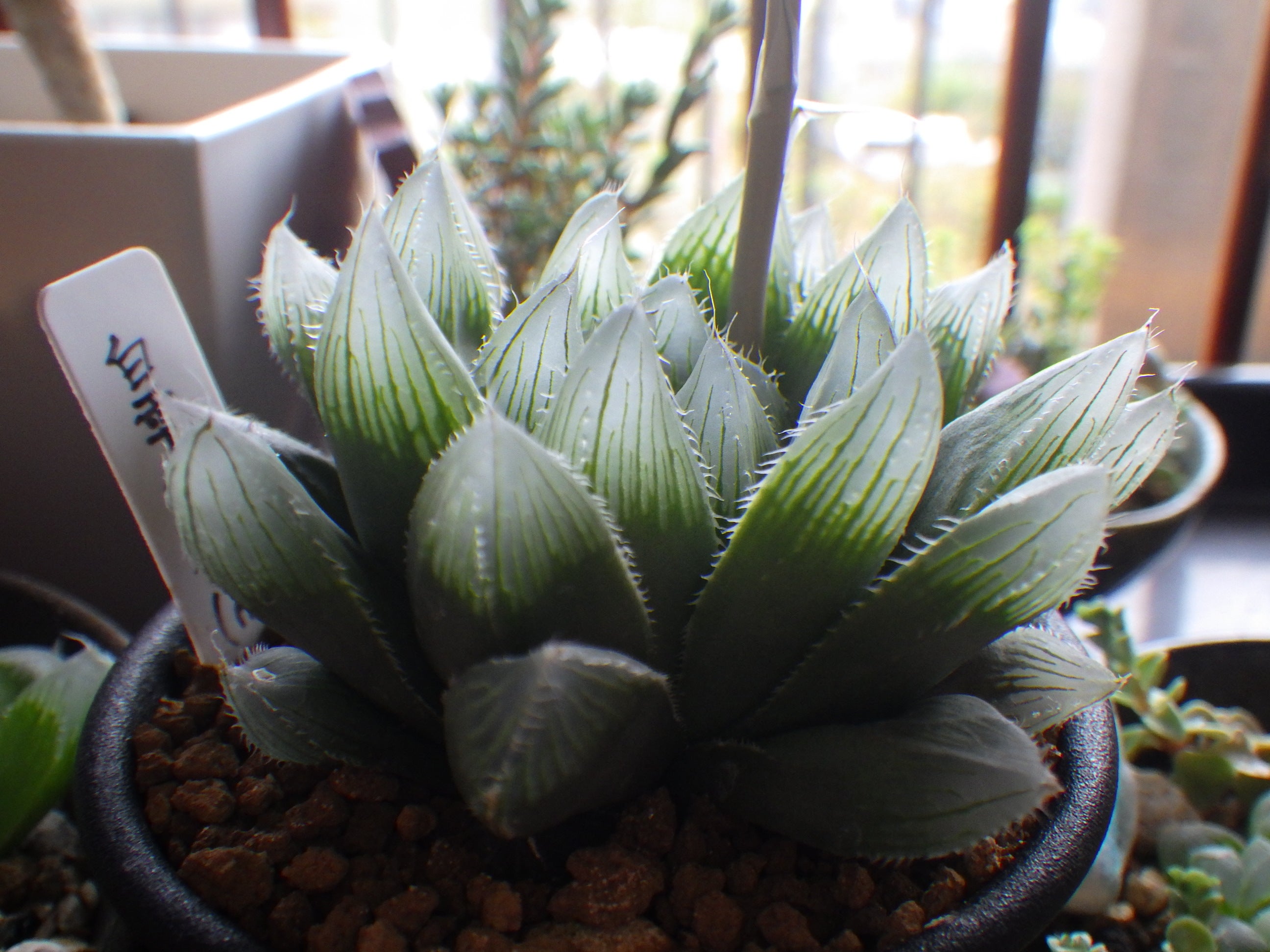 ハオルチア 白雫絵巻 | 大好き！多肉！！