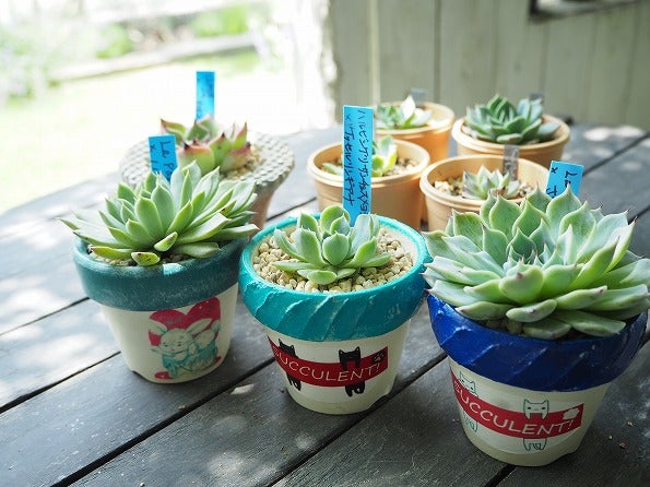 おらいさん苗青札コレクション成長記録 | ブログ版Olive&SucculentGarden