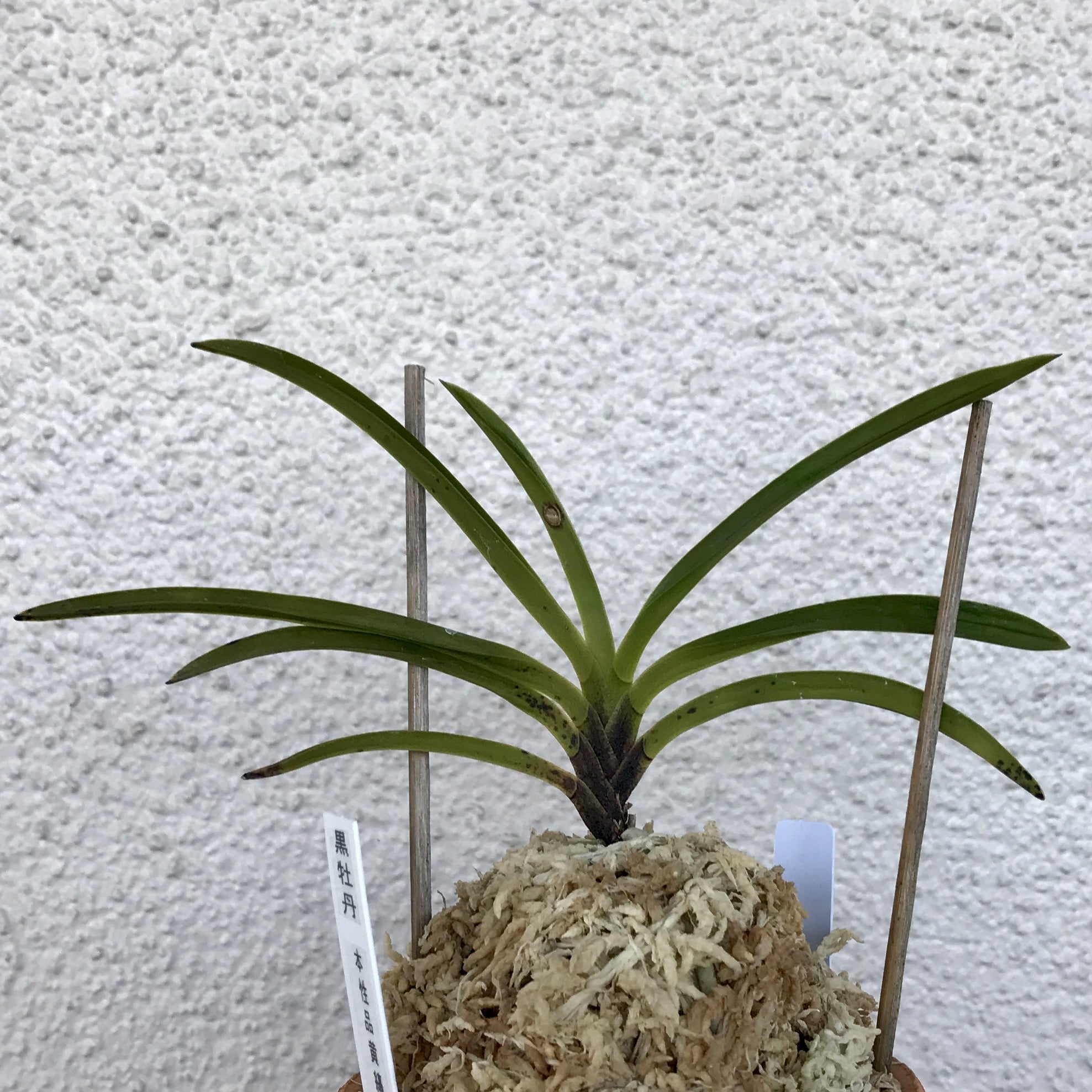 富貴蘭 黒牡丹 と 金牡丹 雑感.. | 豊の国の翁