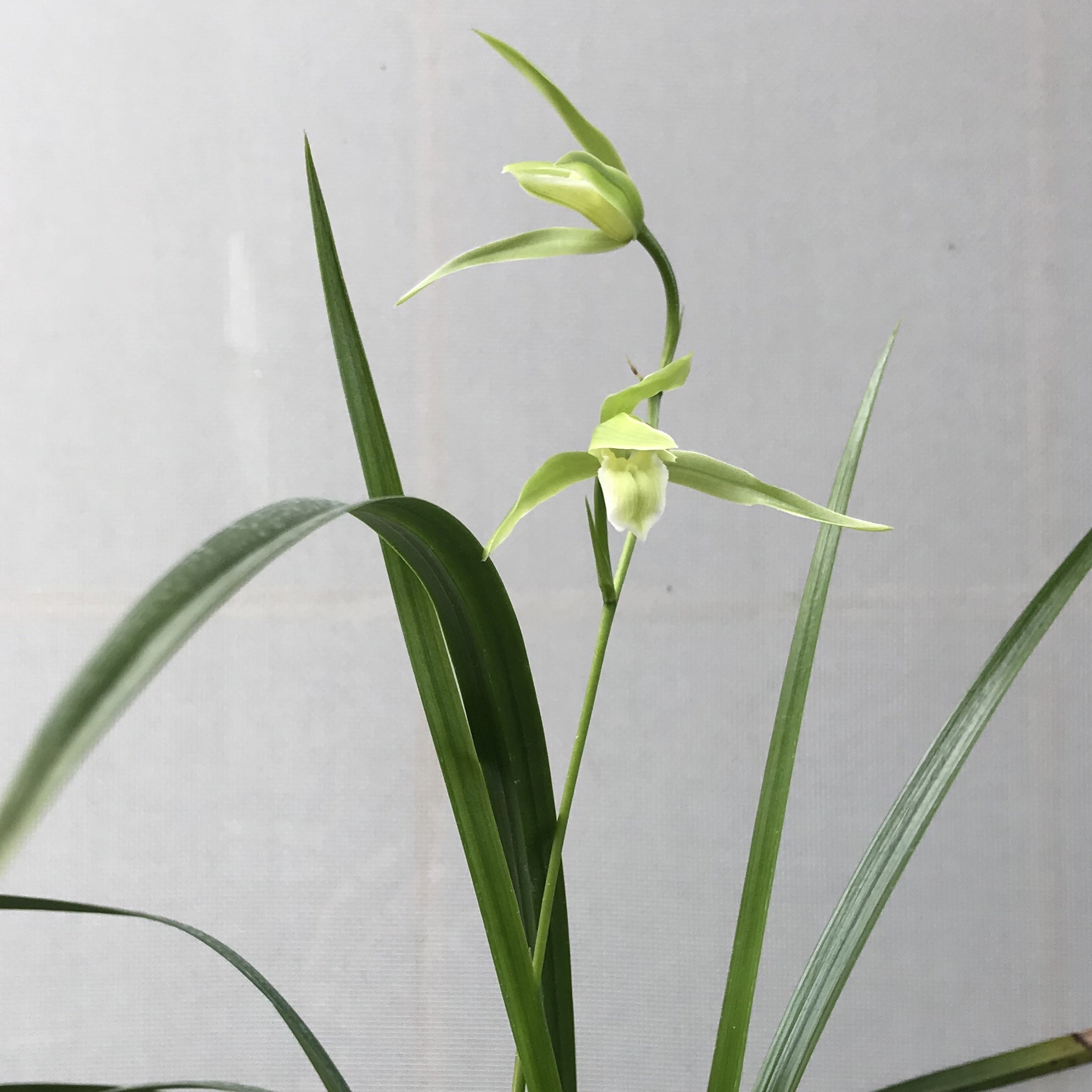 薩摩寒蘭 紫尾山系 大輪素心「白妙(しろたえ)」の開花！ | 豊の国の翁