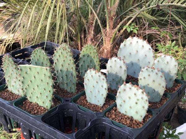 ビッグバザール用の商品 ガラパゴス団扇サボテン's | コタブロ日記