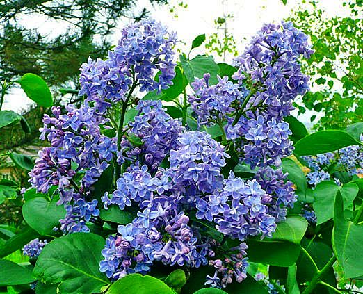 衝動買い・・・ライラック | 気ままな写真 ＆ 気まぐれ園芸