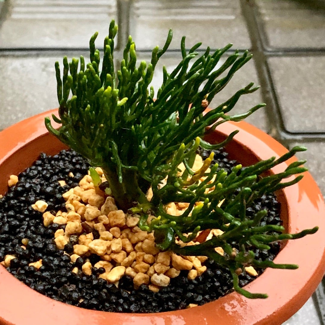 古典植物 マツバラン(松葉蘭)「青龍角(セイリュウカク)」の植替え