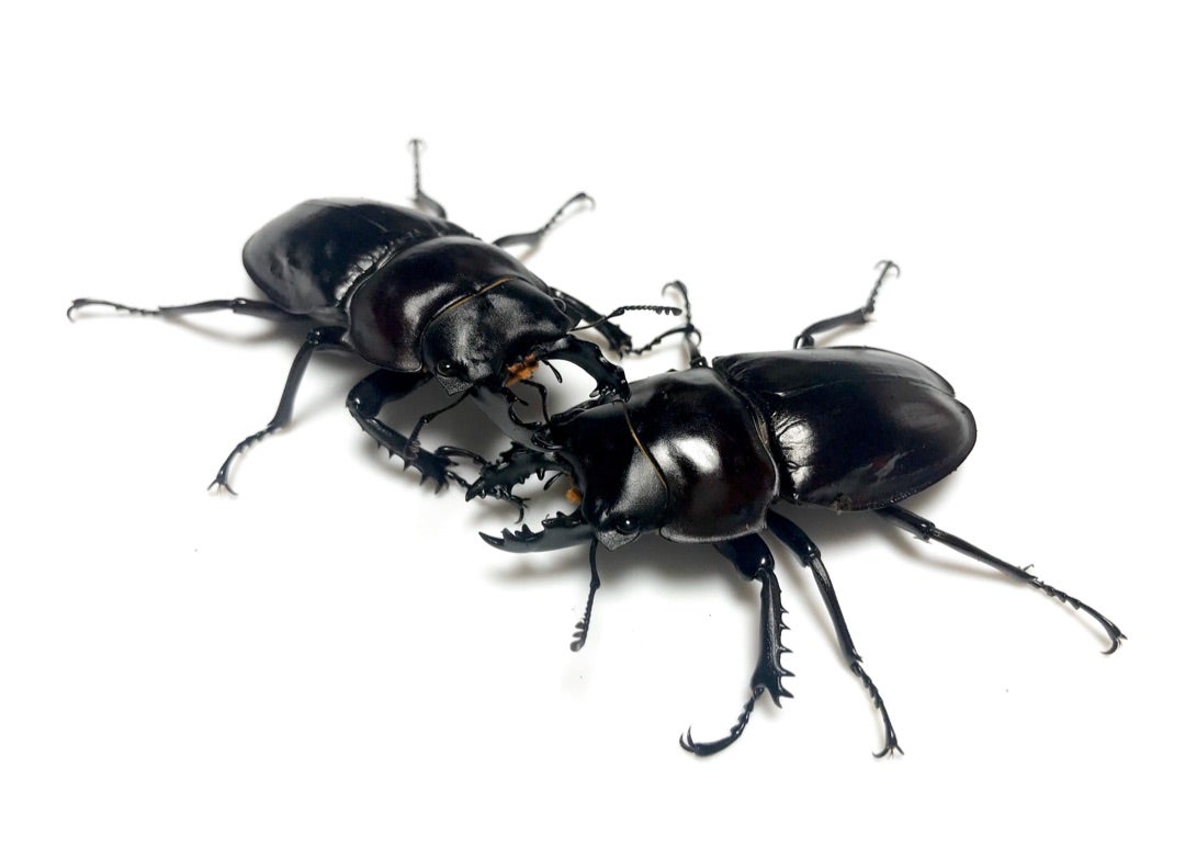 ヤエヤママルバネクワガタ飼育記：12 | 発酵日和