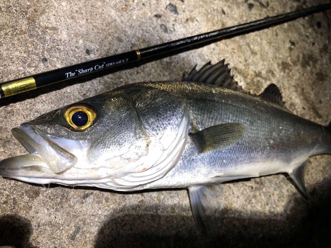 シャープカット！ | 釣りは俺の生きる道