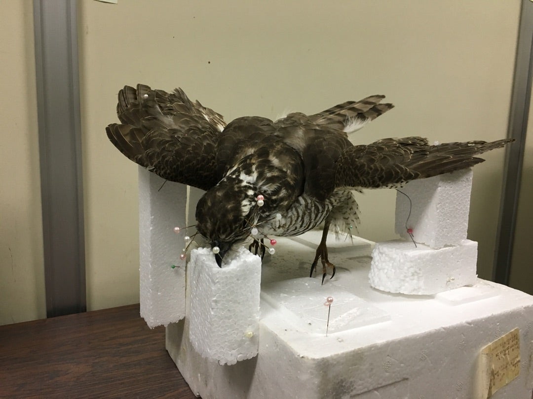 ハイタカの剥製づくり | そらみつやまとの自然観察日記