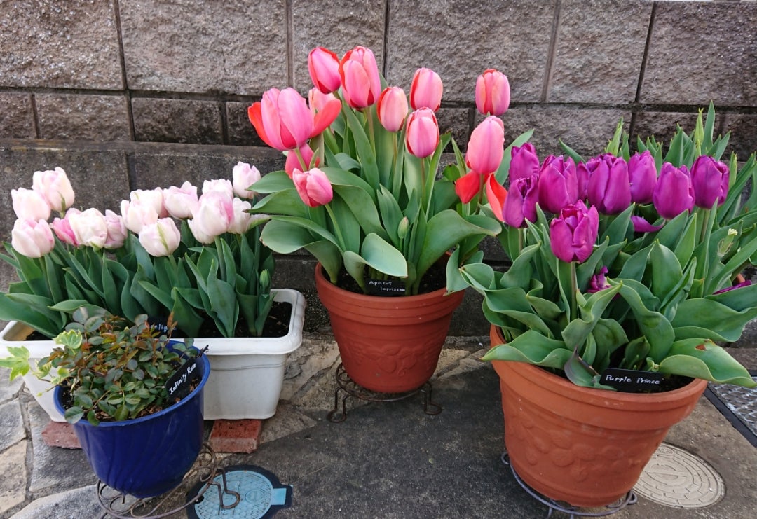 チューリップの植えつけ | ともの寄せ植えガーデニング