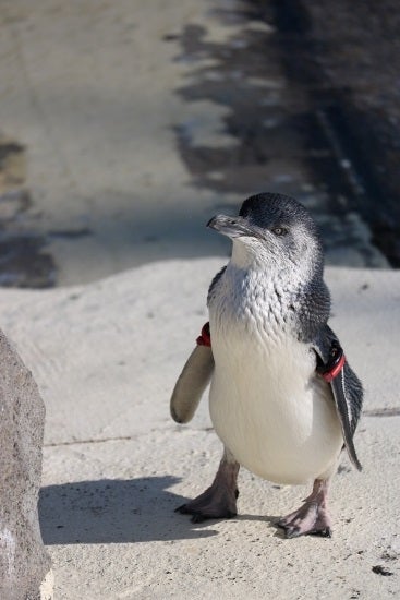 立派な大人のペンギンです | ぺんぎんだもの ～ぺんぎん観察記～