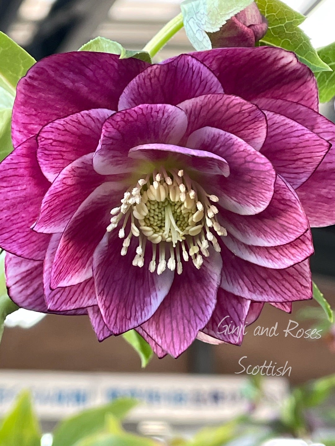 広瀬園芸さんのクリスマスローズ♪お迎えしてしまった〜 | 銀ちゃんが