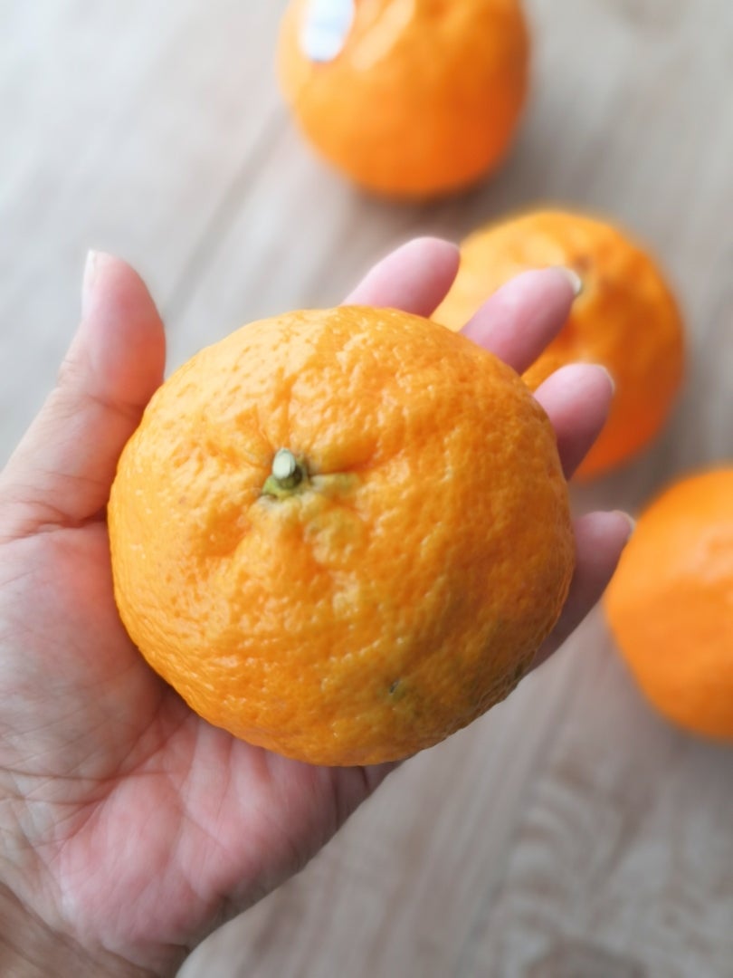 超美品 Golden Nugget Orange ゴールデンナゲット オレンジ 美品