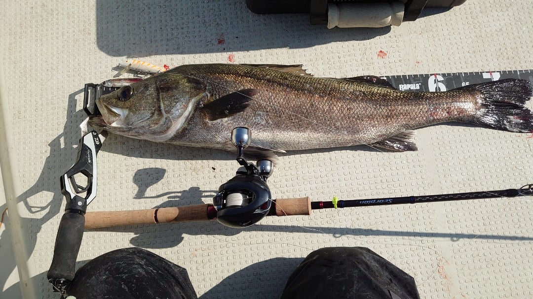 SHIMANO スコーピオン15101F-5 レビュー for ボートシーバス