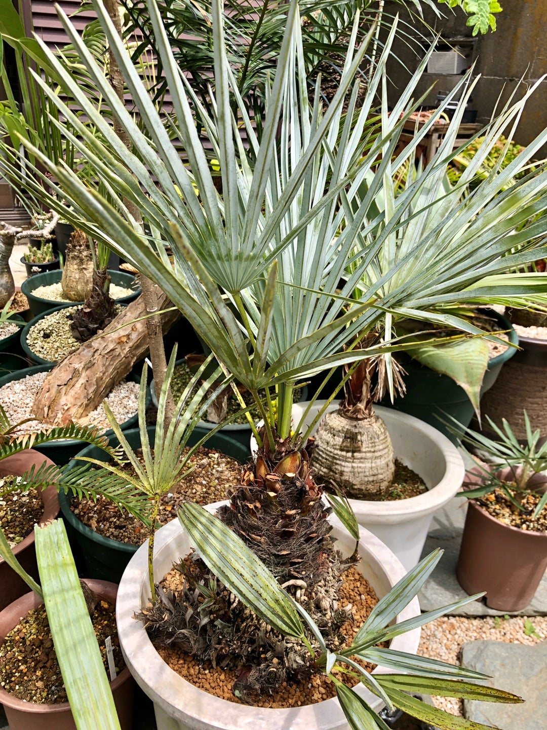 ユッカ・リネアリフォリア『ラインダンス』を地植えしました