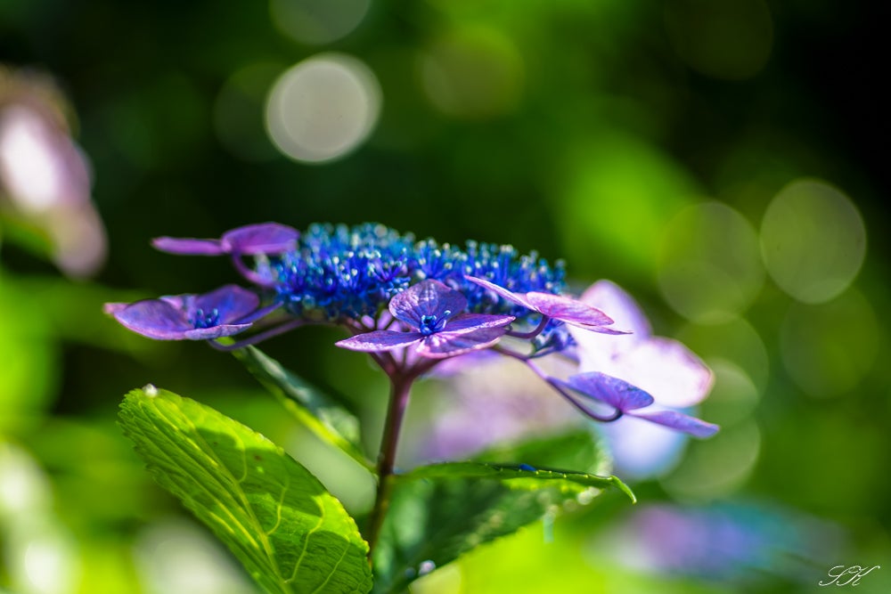 CANON New FD 100mm f2.8 | SKの寫眞機道楽