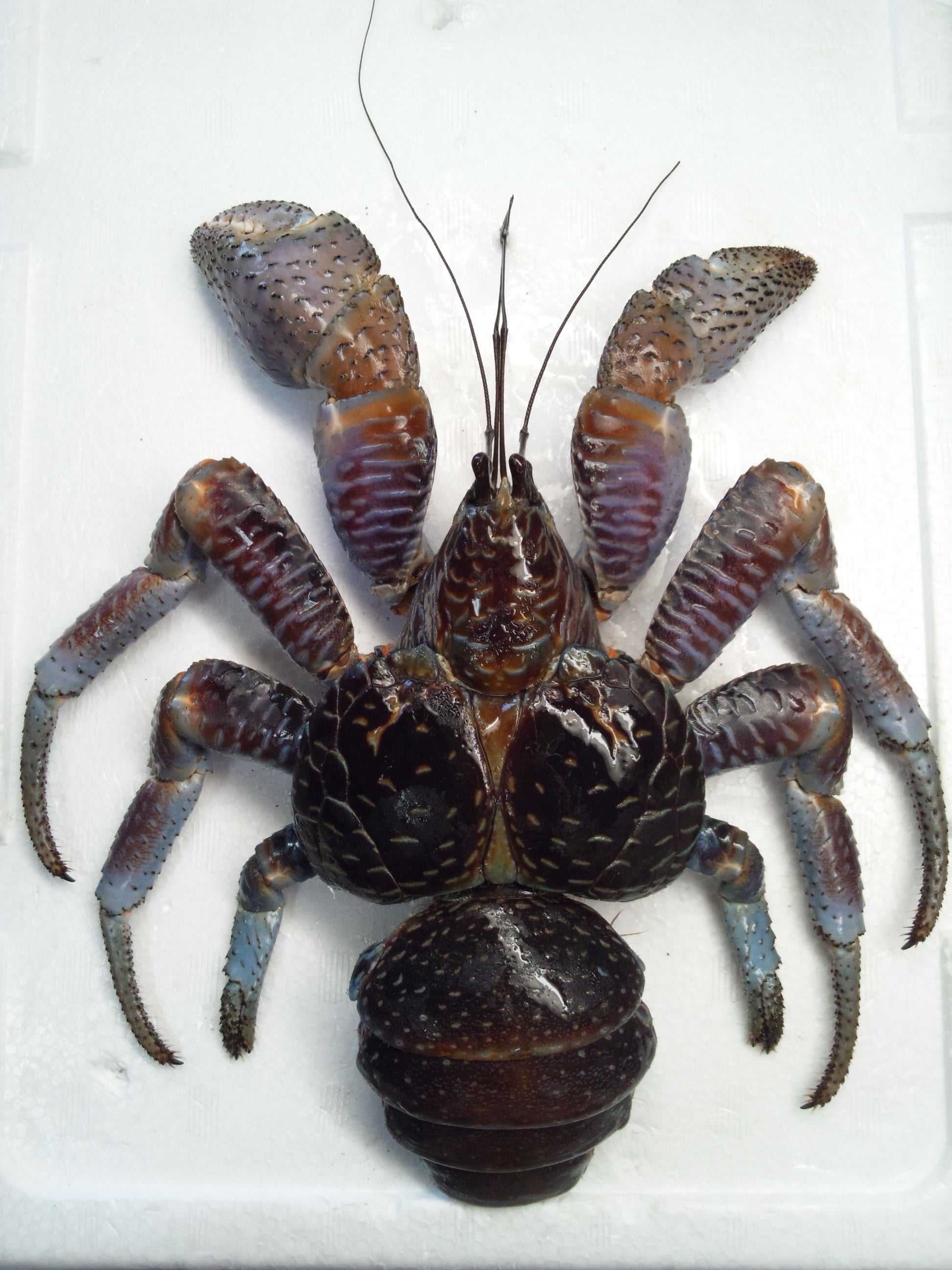ヤシガニ剥製② | 魚道部！のブログ ～とある剥製師のひとり言～