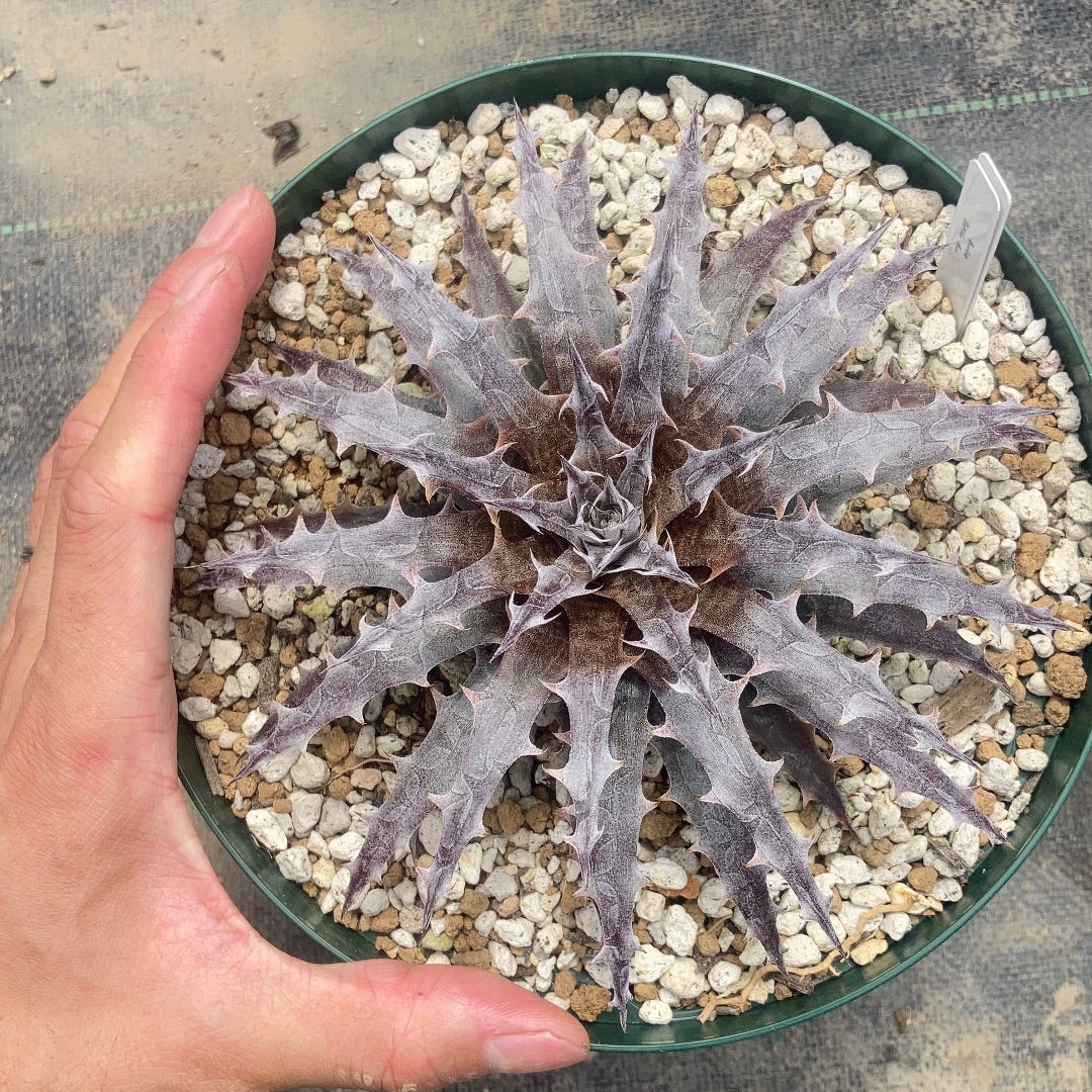 Dyckia 'Battle Axe' (ディッキア バトルアックス)成長記録② 錆 | ~龍