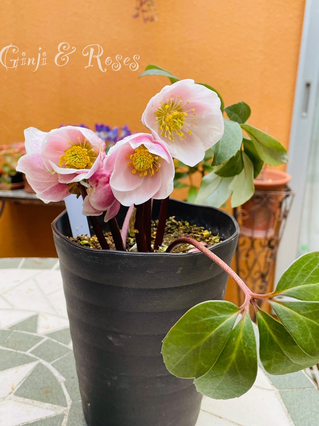 ピンクニゲルが止まらない！ピンクニゲルセミダブル ＆ シングル | 銀