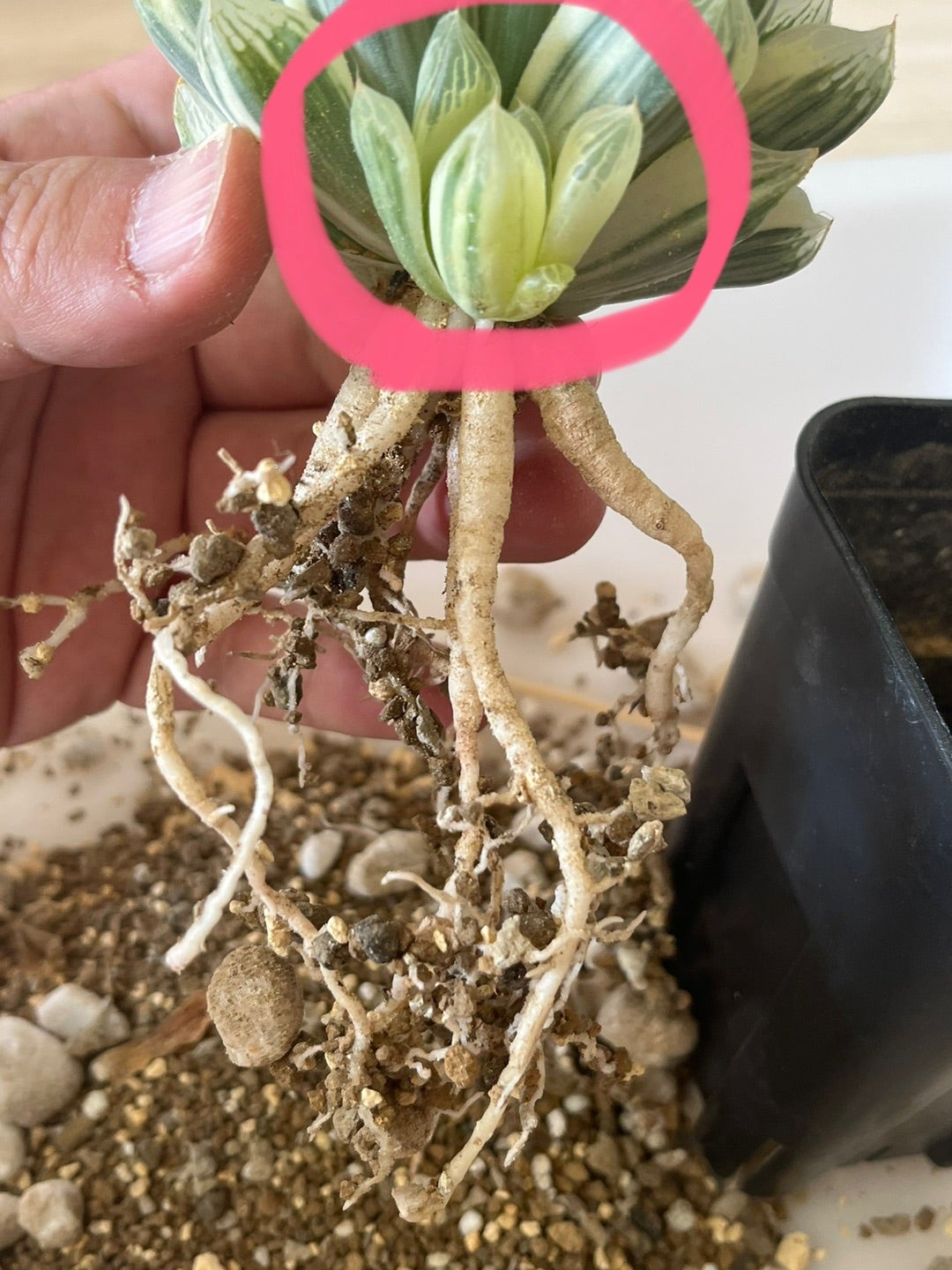 春だよ！ ハオルチア 白蛇伝 子株外し | 無職インセクトの多肉