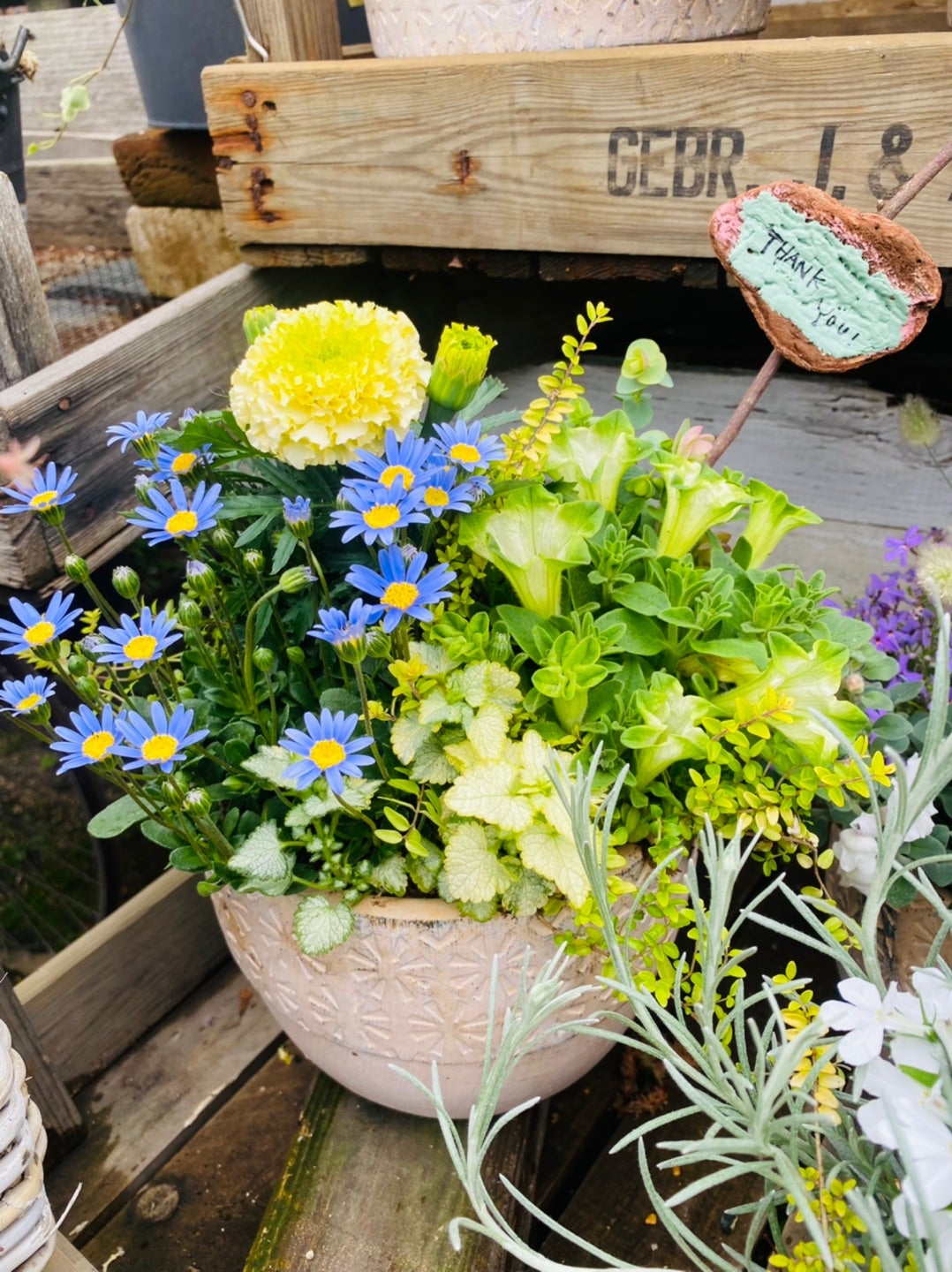 園芸店へ♪＊母の日のペチュニアの寄せ植えが凄かった♡ | ꧁癒しの庭꧂