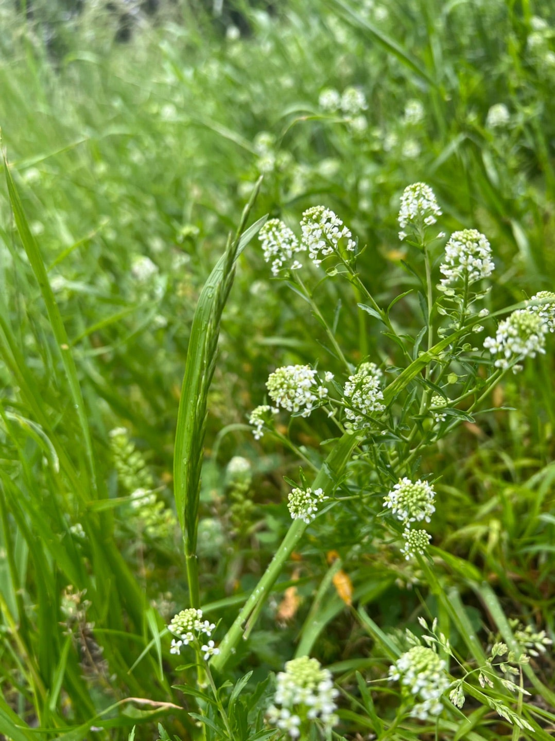ぺんぺんぐさ | マリナクエスト