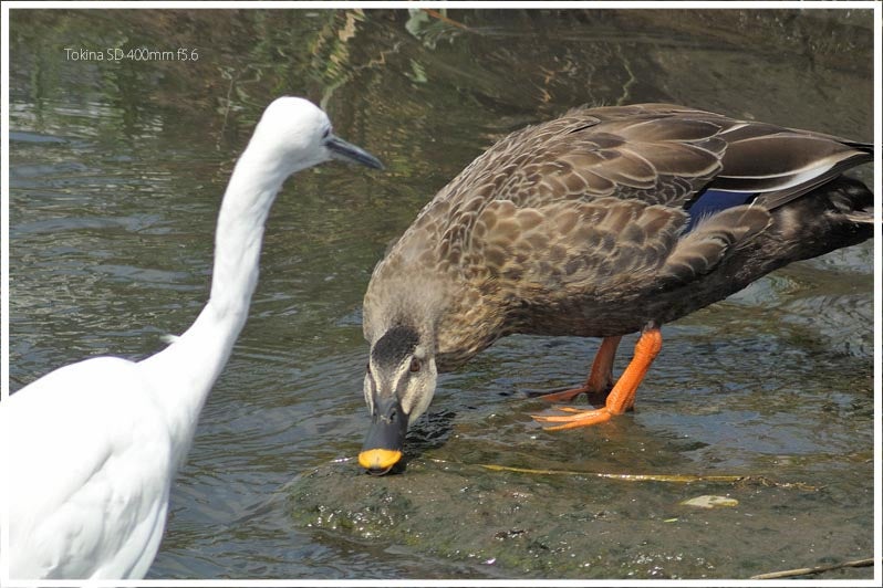トキナー「Tokina SD 400mm f5.6」をちょっと分解清掃、ちょっと作例