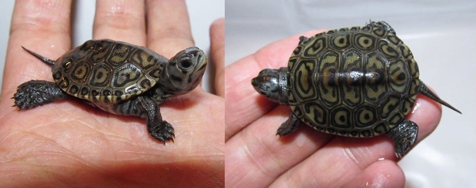 亀選 for 第31回アクアリウムバス ② | ダイヤモンドガメに魅せられて