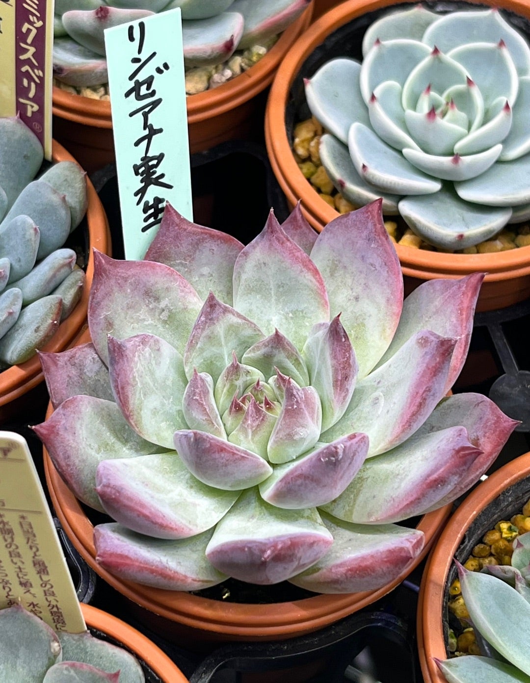 リンゼアナ | 無職インセクトの多肉&アクアリウム