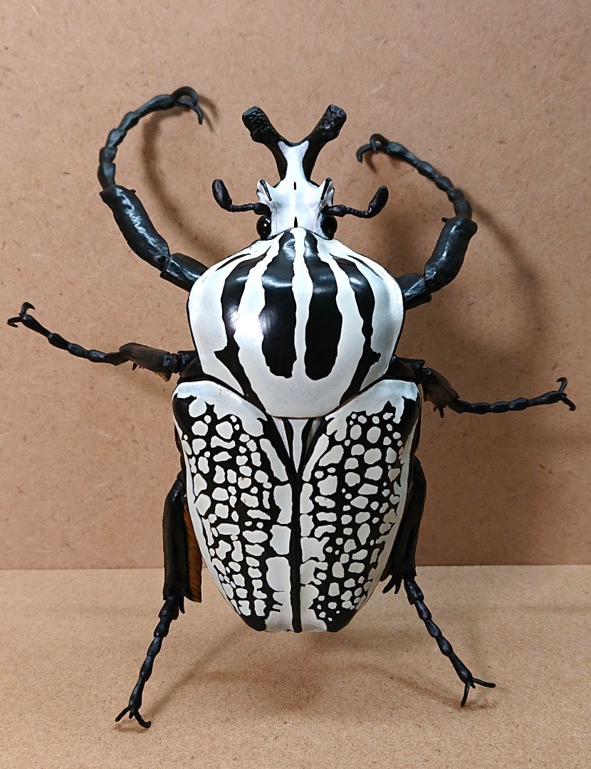 SO-TA 1/1 ゴライアスオオツノハナムグリ☆～その③～ | さもの