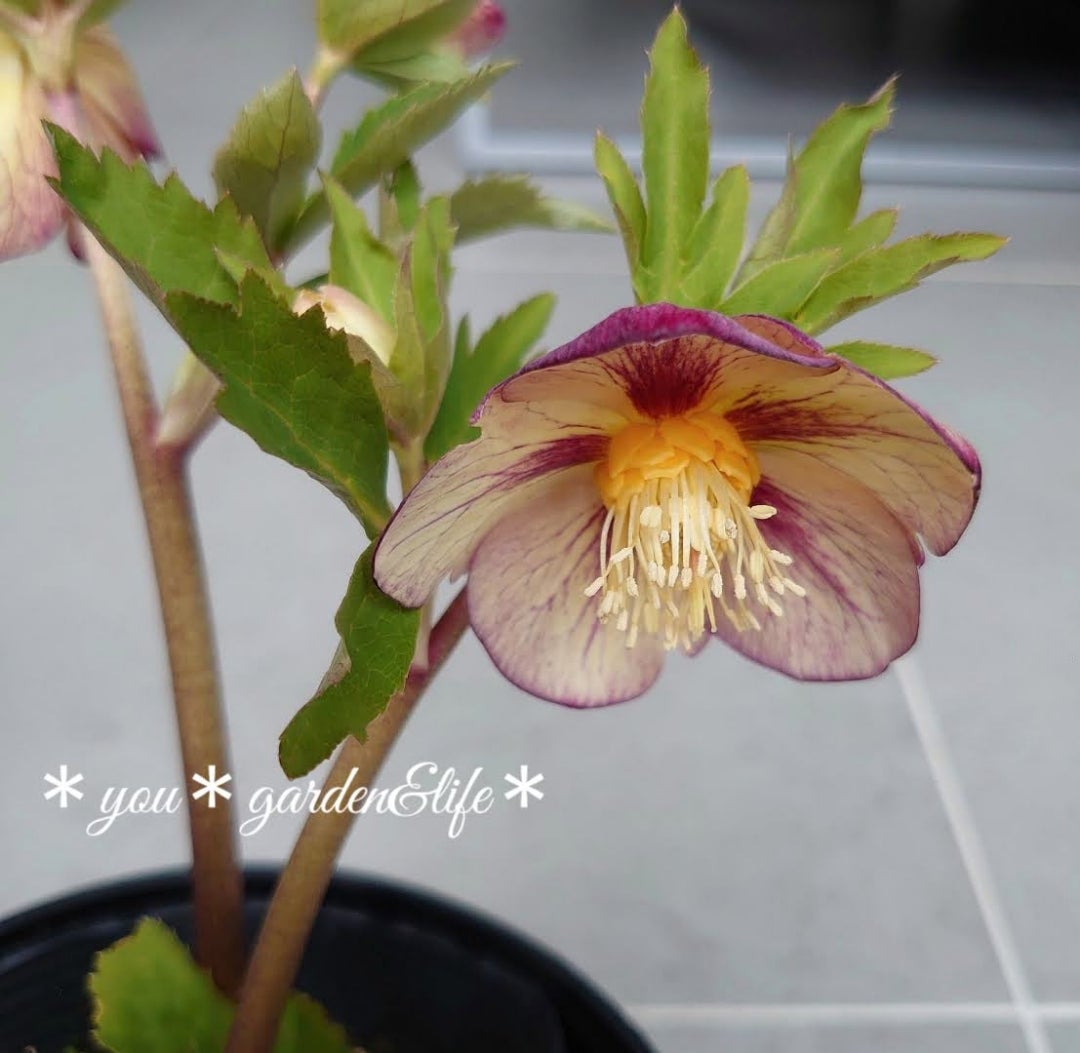 クリスマスローズ セミダブル ゴールド交配 花苗 開花株 蕾 野田園芸