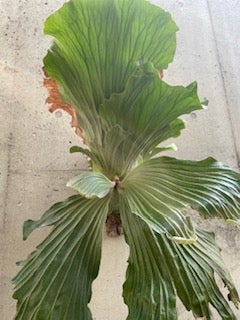 ビカクシダ界の象さん エレファントティス (P. elephantotis