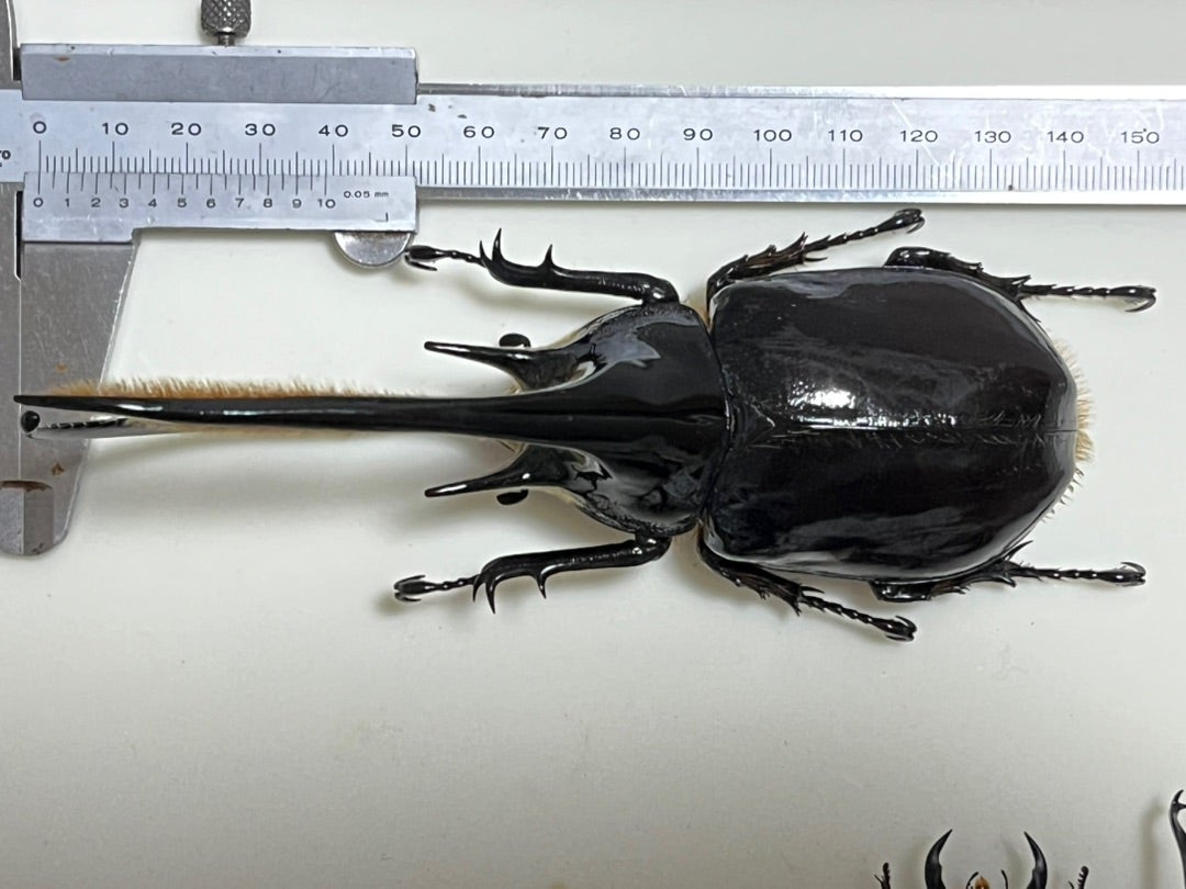 ネプチューンオオカブト No.2 特大 | 愉快な海と波と恵