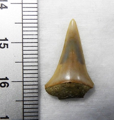 千畑層 ホホジロザメ属のハスタリスの歯化石 | kulif 化石 富貴蘭 石斛